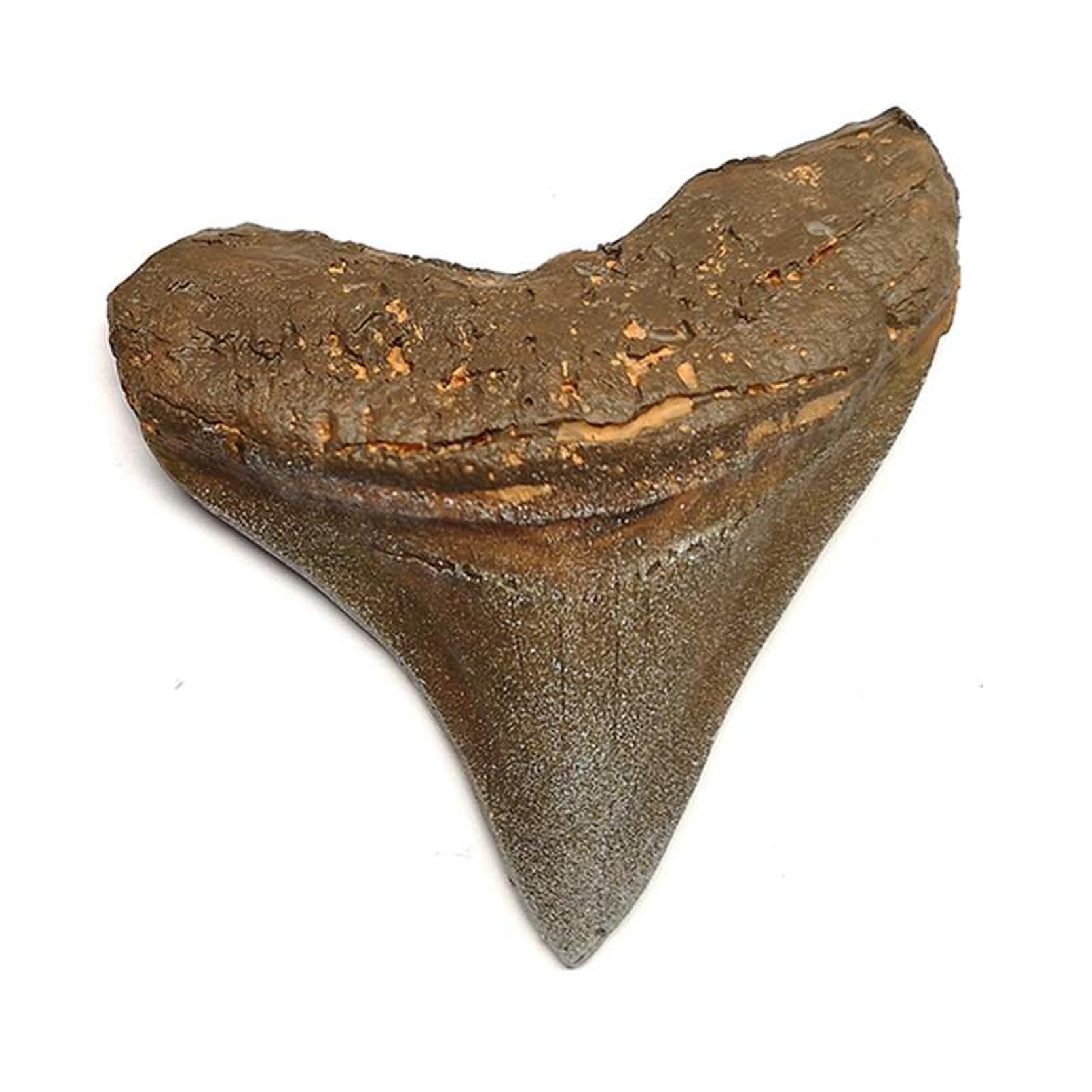 Chrygema – Foxyl (Megalodon Tooth 8 x 7 cm (Replica)