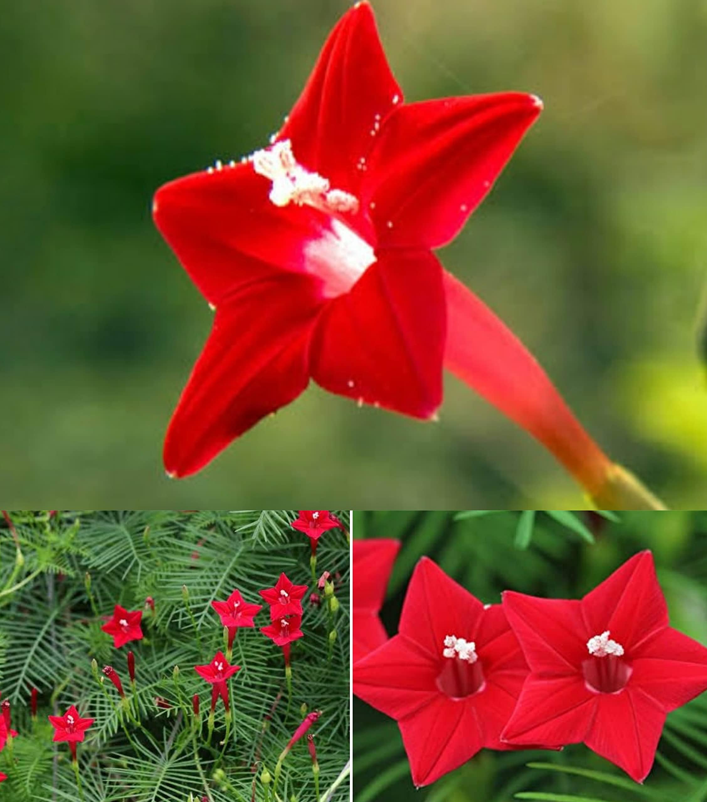 Healthy Harvest Cypress Red Star Flower Seeds Humming Bird,Ipomoea quamoclit Flowering Hybrid vine Creeper Seeds For Home Gardening(CYP-HYB-20)