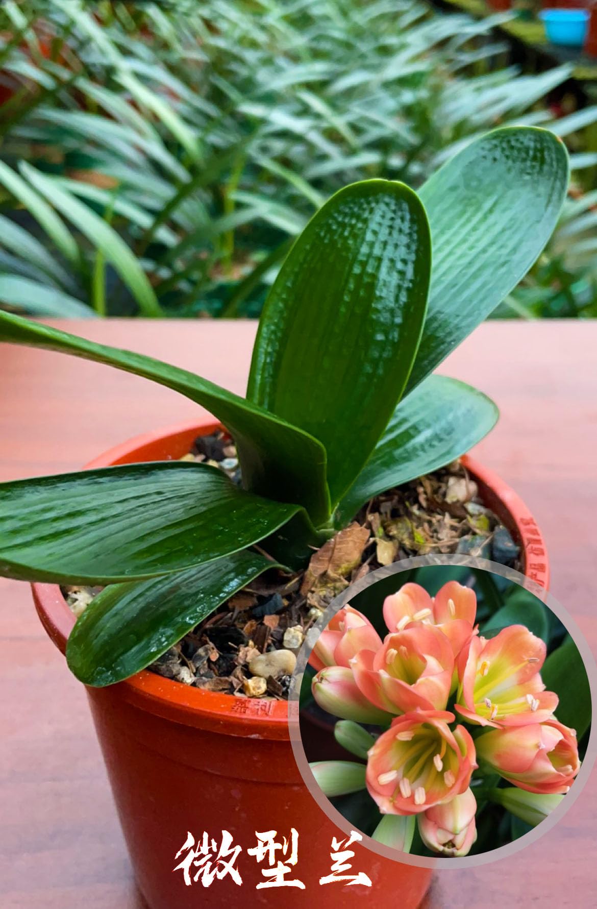 Clivia Seeds-Clivia Miniata Seeds-君子兰种子 和尚 佛光 珍珠王 微型兰 立板彩兰 短叶油匠 with Pot (微型兰 Mini)