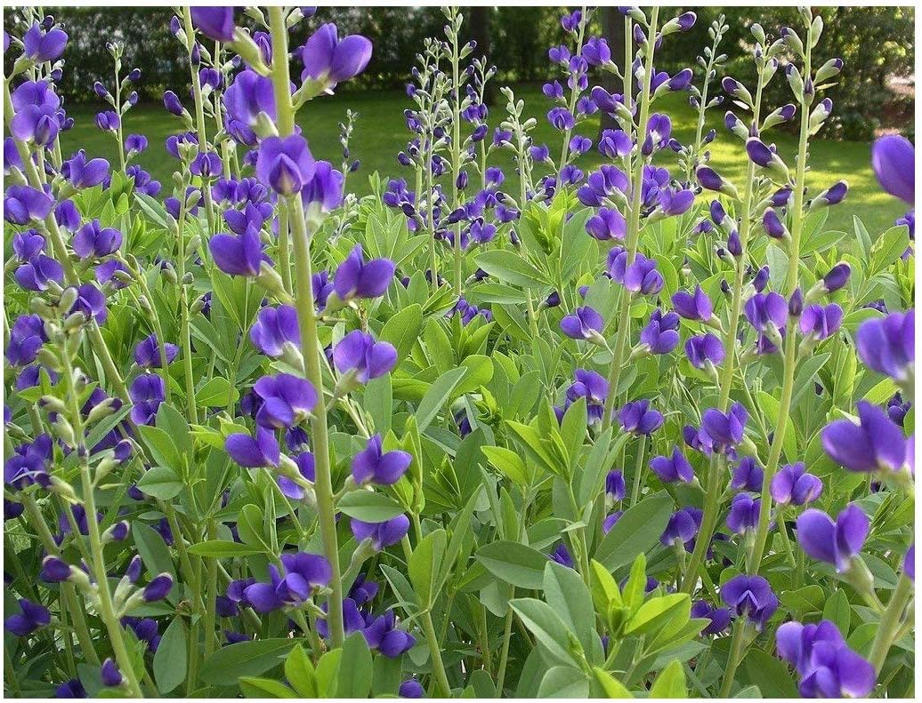 Blue False Indigo (Baptisia Australis), Seed Packet, True Native Seed