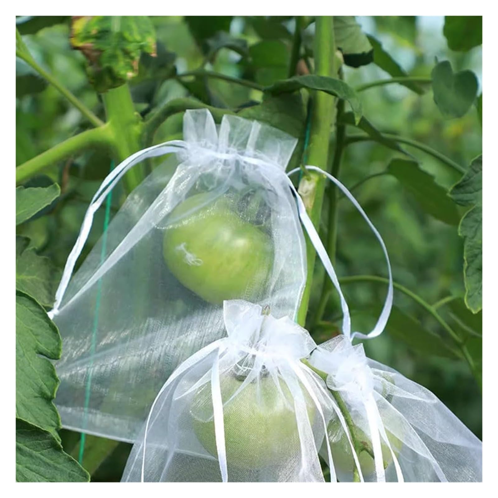 50 stücke Obst Barriere Tasche,Obstschutzbeutel
