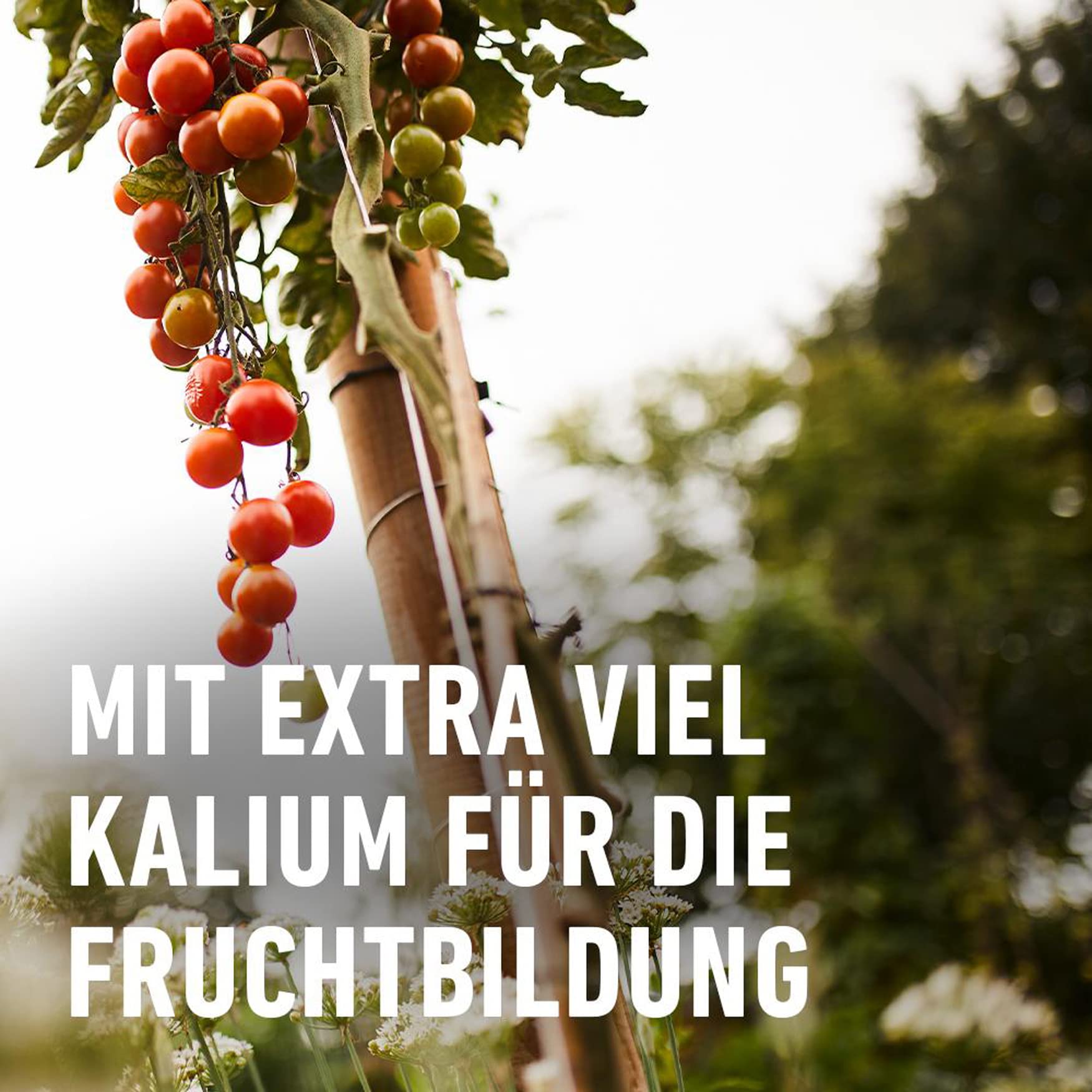 knstliche olivenbaum Knstlicher Oliven H250 cm