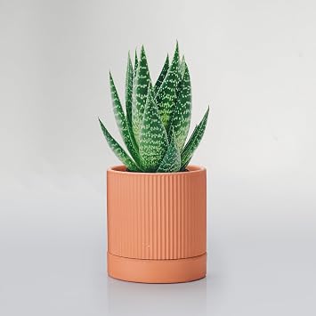 HERDUK Small Modern Terracotta Pots, 4.2 Inch Ribbed Textured Clay Planter Pots with Drainage Hole & Saucer, Garden Pots for Indoor Plants Succulent, Cacti & Fern, Set of 2