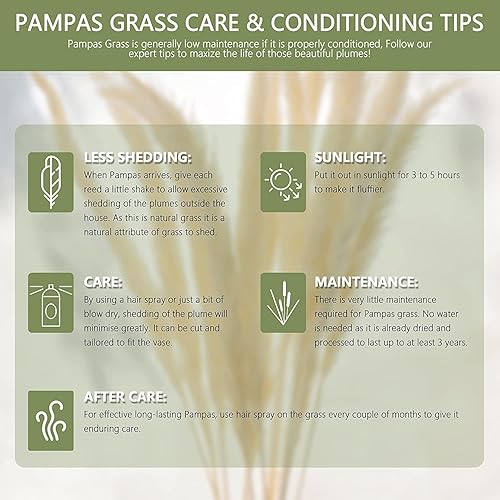 Miniatura 7 de 60 tallos de 22 pulgadas, flores secas naturales pequeñas de hierba de las pampas, Phragmites Communis, ramo de flores secas para bodas, arreglos