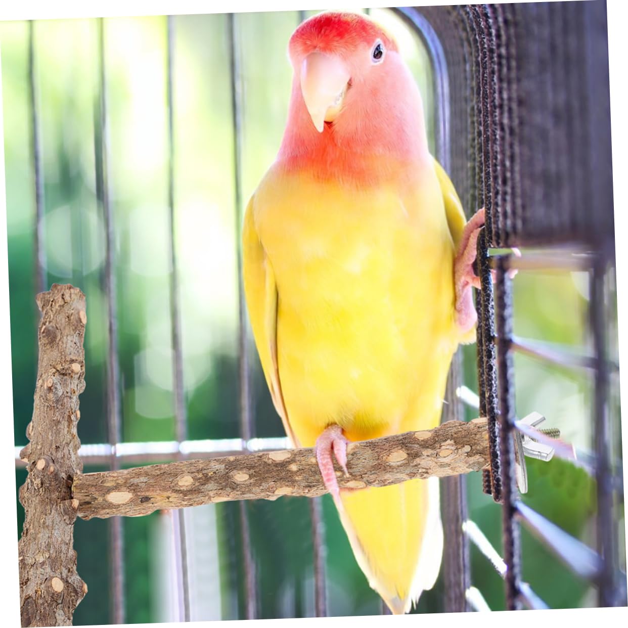 BESPORTBLE 10piezas Percha para Aves Juguete De Molienda para Periquitos Barra De para Jaulas De Aves y Diversión De