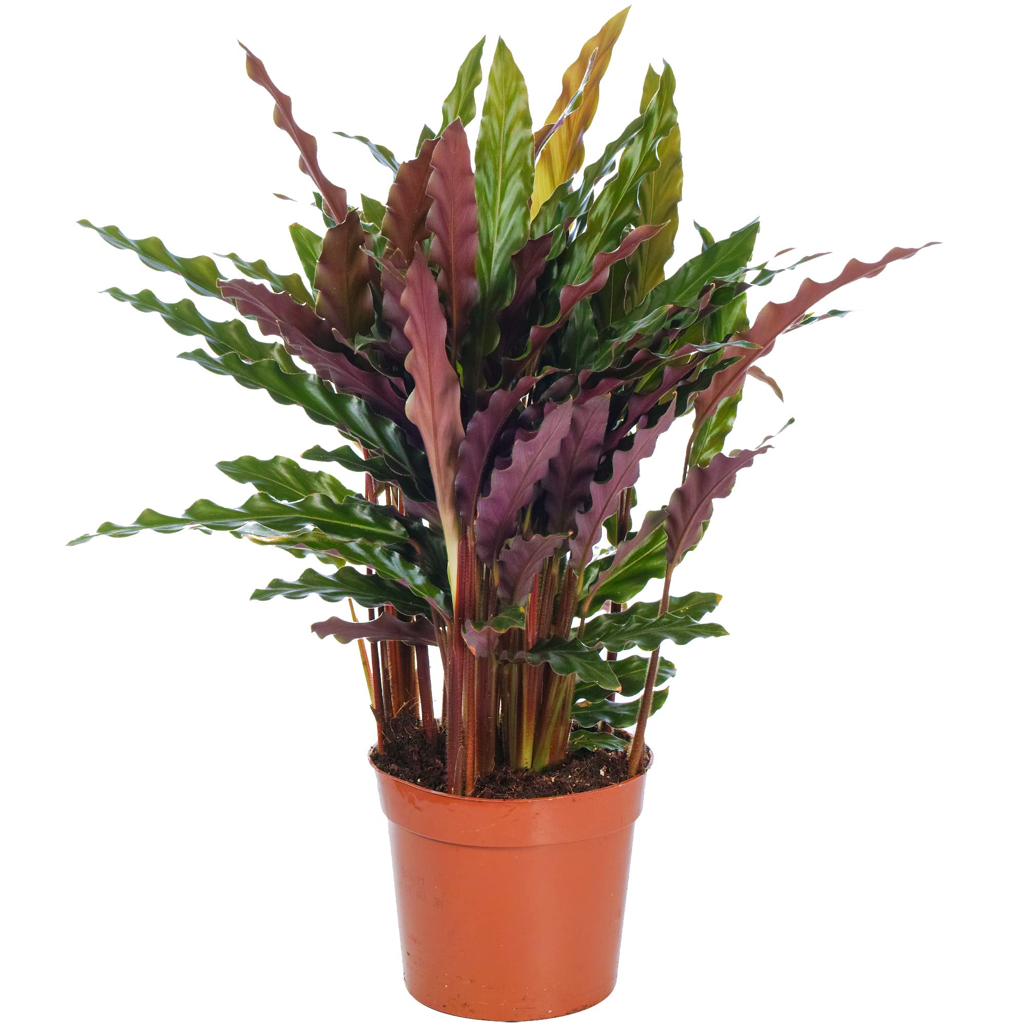 Calathea Elgergrass Large Indoor House Plant Real Tall Tropical Evergreen Plants (50-60cm (Incl. Pot))