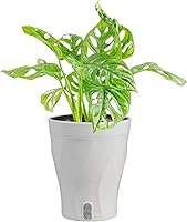 Vista 19 de Costa Farms Trending Tropicals - Planta de interior viva Begonia maculata de 15 pulgadas de alto, en maceta decorativa blanca