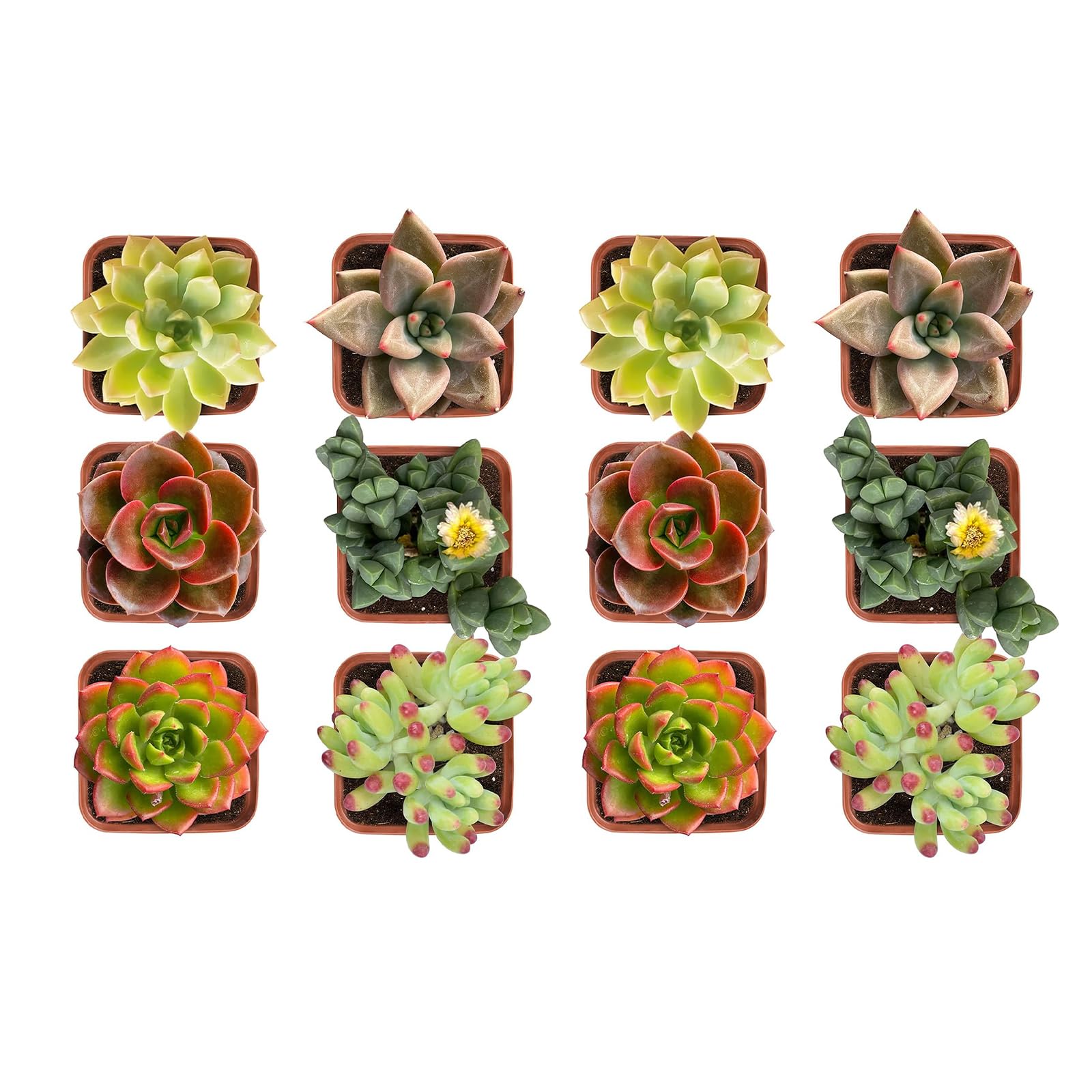 Amazon.com : Succulent Plants (12 Pack), Live Succulents Fully Rooted in 2"  Pots with Soil, Unique Potted House Plants for DIY, Home Decor, Wedding  Party Favor Gift, Easy to Grow (Common Varieties) :