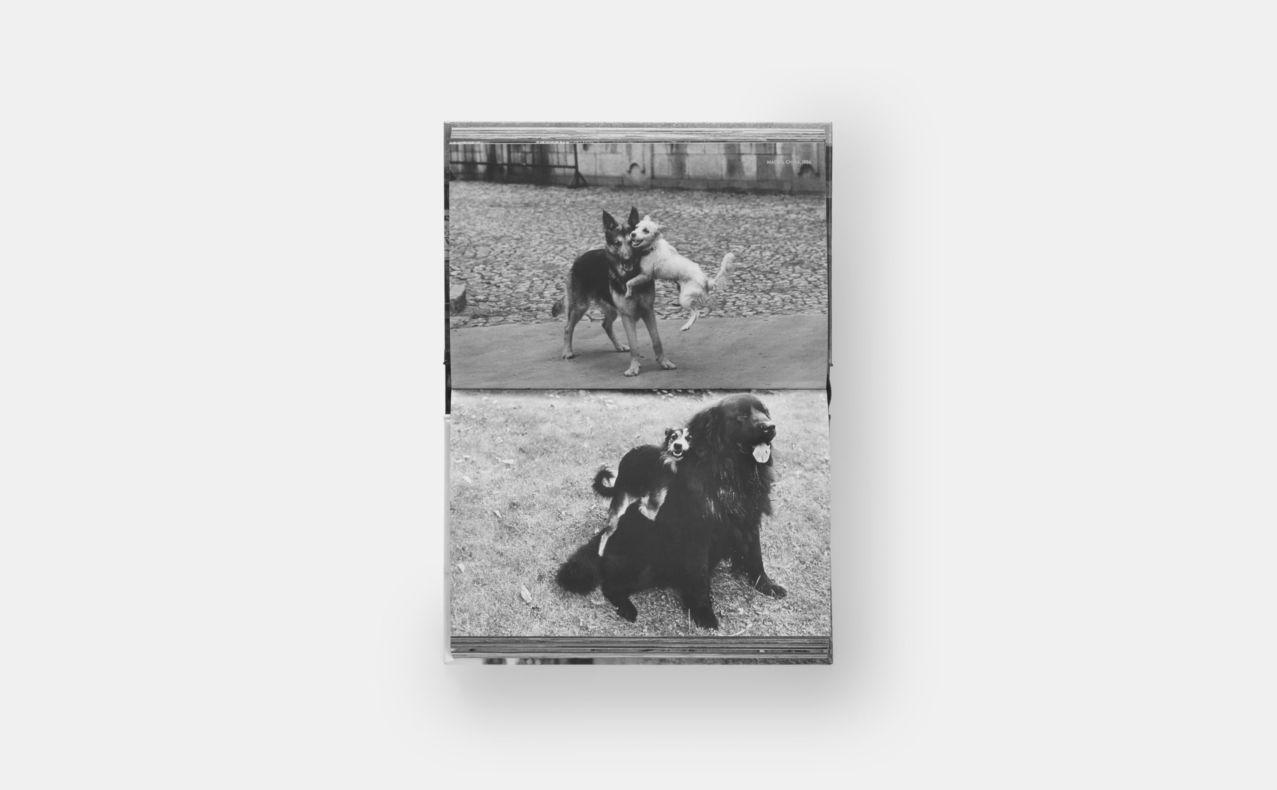 Dogdogs (PHOTOGRAPHY)