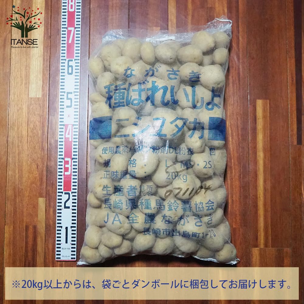 Amazon.co.jp: 秋植えじゃがいもの種芋 品種：ニシユタカ 20kg