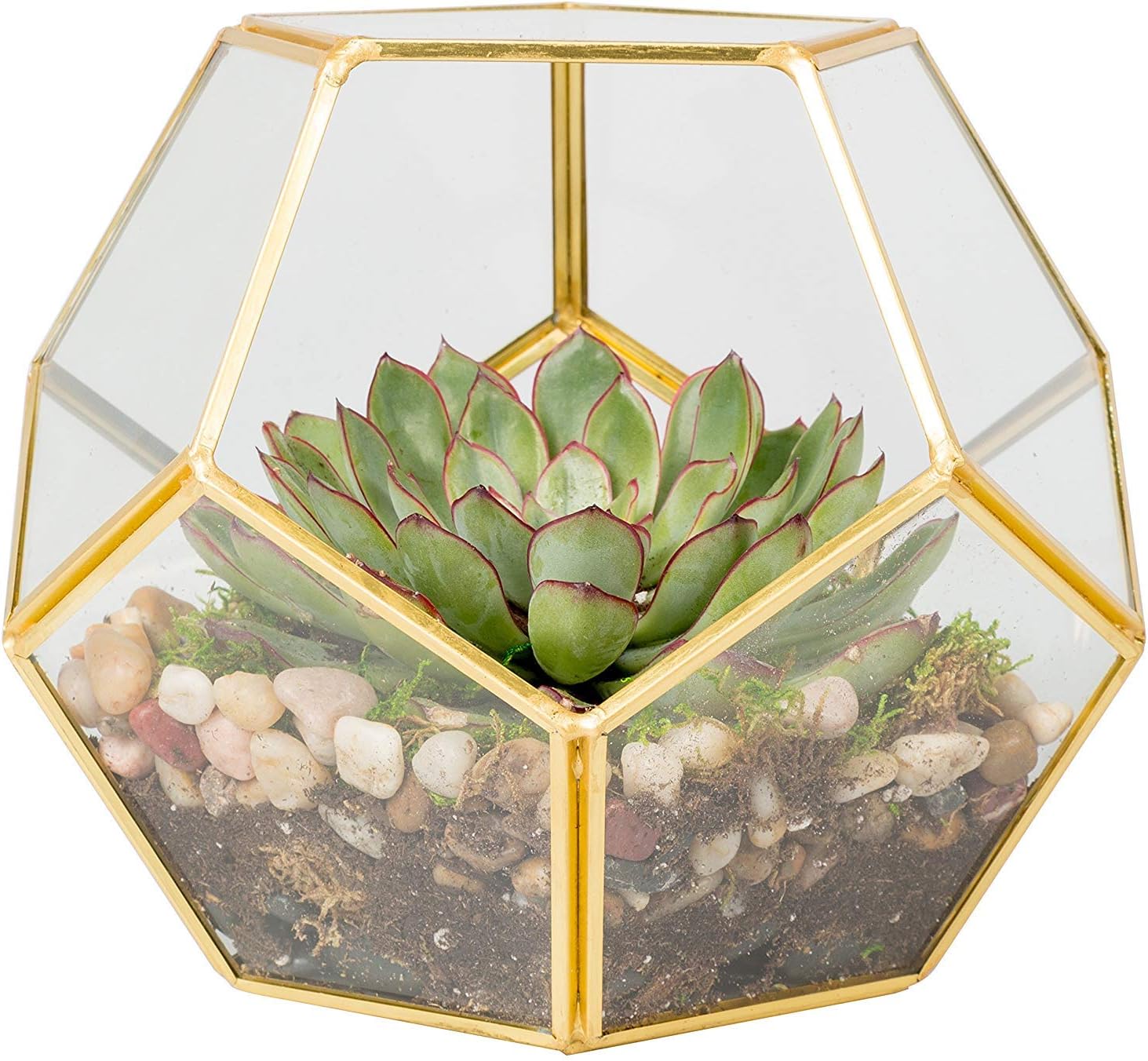 D'Eco Glass Geometric Plant Terrarium (8.2x8.2x8.2) - Indoor Tabletop Gold Sphere Planter Terrarium - Succulents, Air Plants, Moss - Home Garden Office Decor - Gift for Plant Lovers (Terrarium Only)