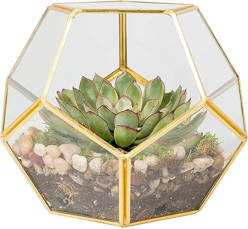 Miniatura 1 de D'Eco Terrario geométrico de vidrio para plantas (8.2 x 8.2 x 8.2 pulgadas) – Terrario de mesa de interior con esfera dorada – Suculentas, plantas