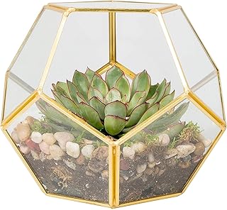 D'Eco Glass Geometric Plant Terrarium (8.2x8.2x8.2) - Indoor Tabletop Go...