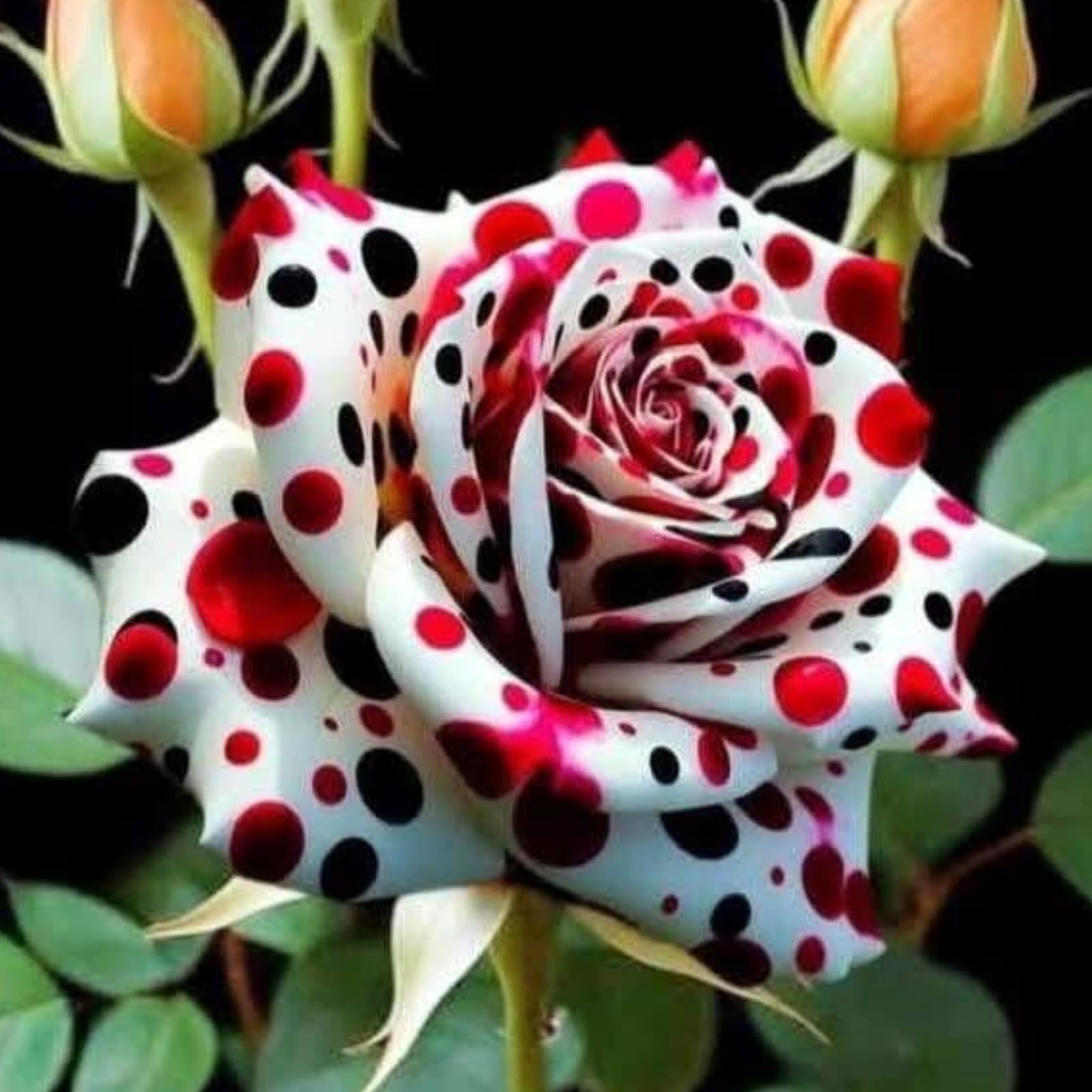 Stunning Rose Rhizome, Hardy Perennial, Garden Decoration, No Watering Required, Professional Planting, Suitable for Spring and Autumn-1 Rhizome-C