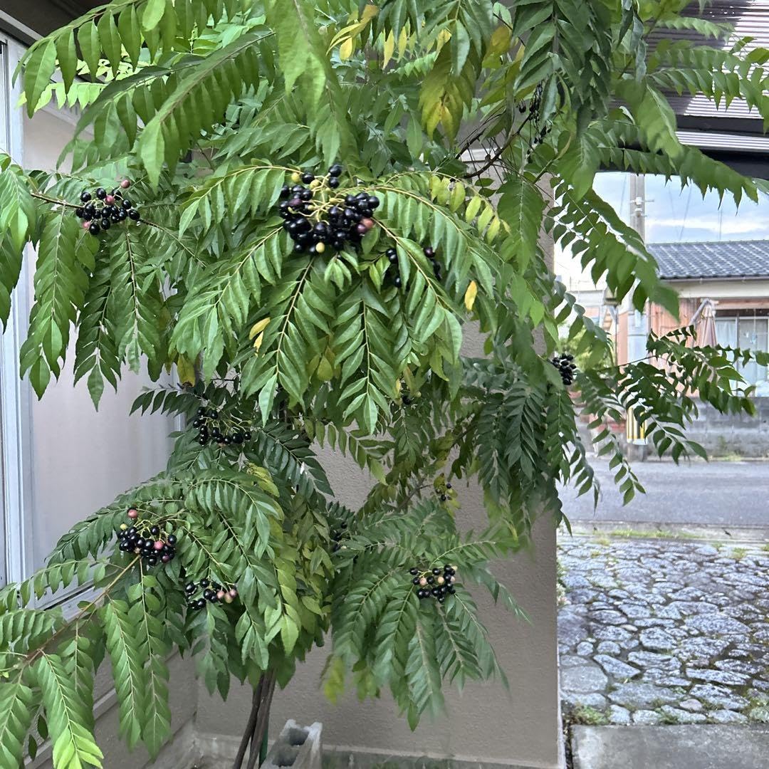 Amazon.co.jp: カレーリーフ タネ 実20粒 (無農薬) : おもちゃ