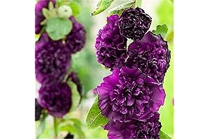 Rare Flower Seeds Alcea Rosea 100+ Chaters Double Violet Hollyhock Flower Seeds