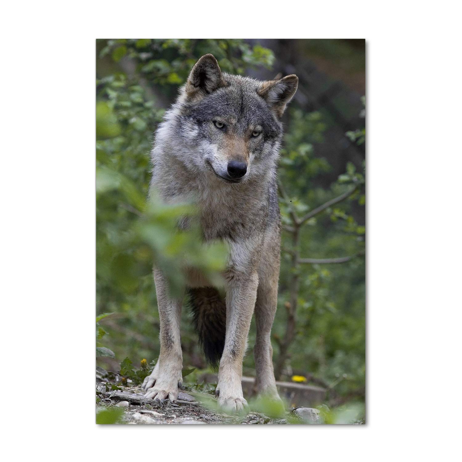 Tableau loup dans la forêt vert décoration panoramique cuisine et salon