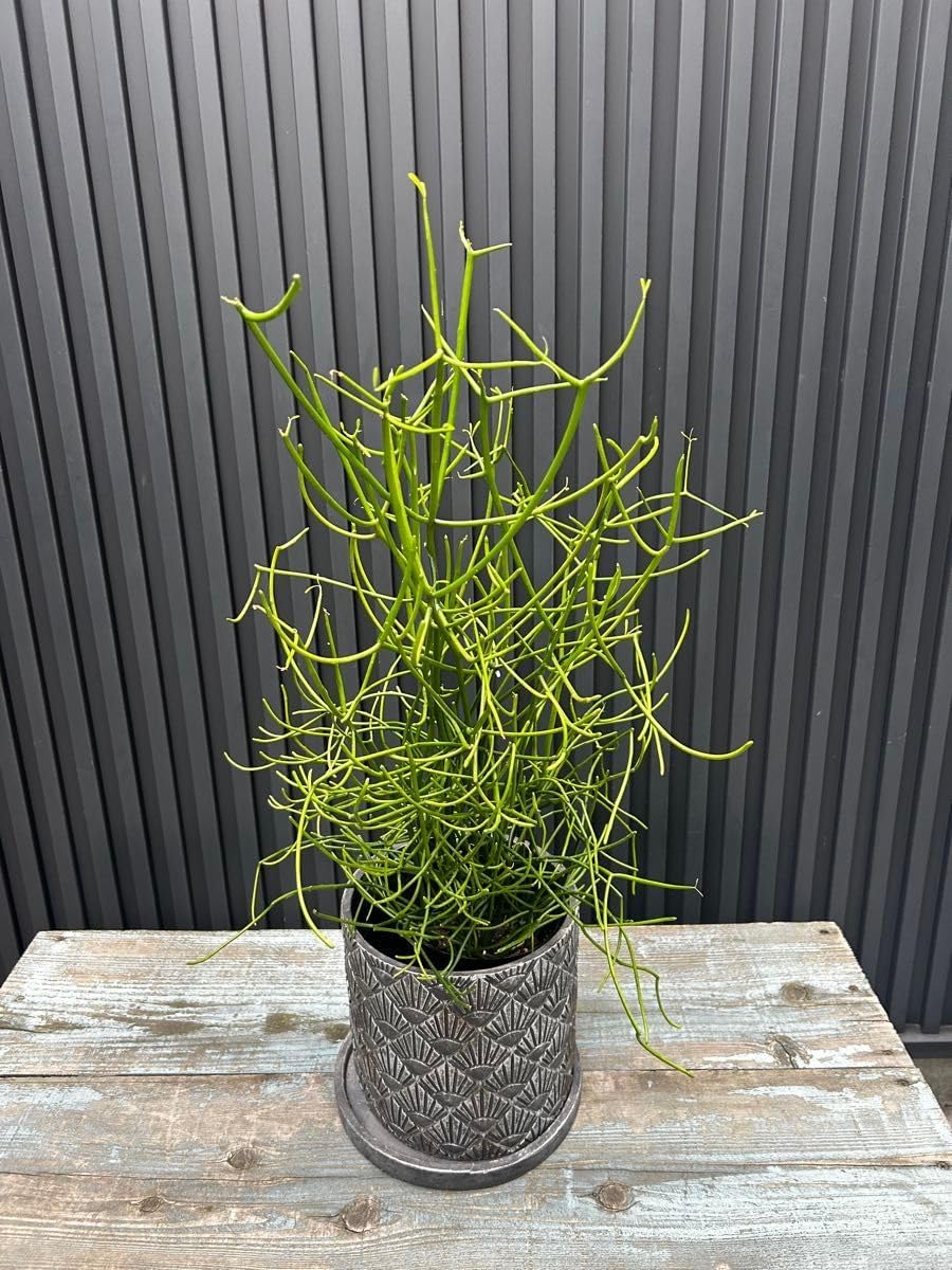 ラウリンゼ×ビンセントカトー Kico苗 写真のもの全て ラウリンゼ