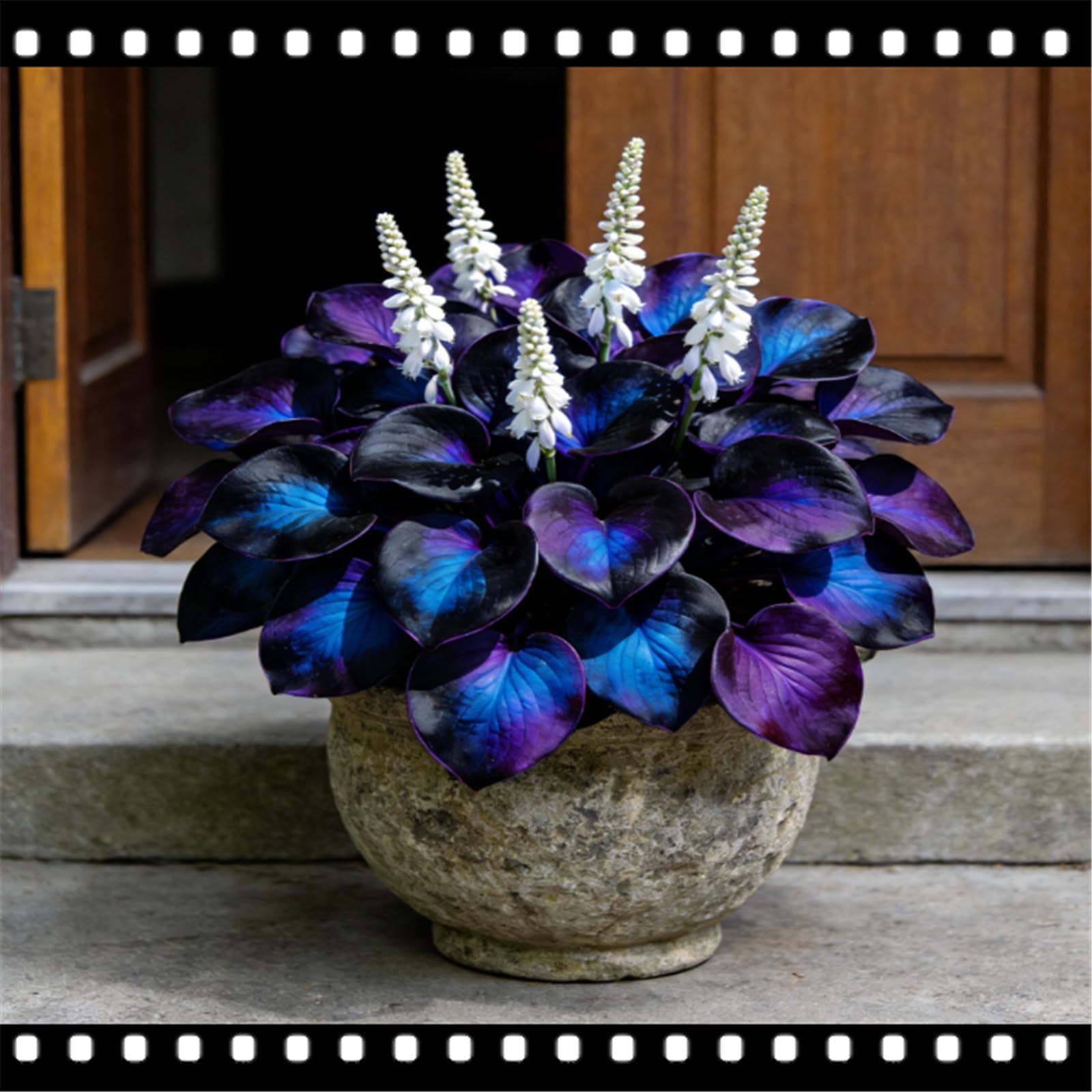 Hosta 'Moonlight Butterfly' – Available Loose or Bare-Root – Perennial and Winter-Hardy – Suitable for Indoor and Outdoor use/That Grow Fast/Golden Jade Carving-4 Hostas-A