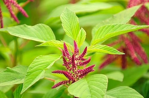 Miniatura 7 de Food to Live Grano de amaranto orgánico, 5 libras, sin OMG, 100% grano entero, kosher, vegano, semillas a granel