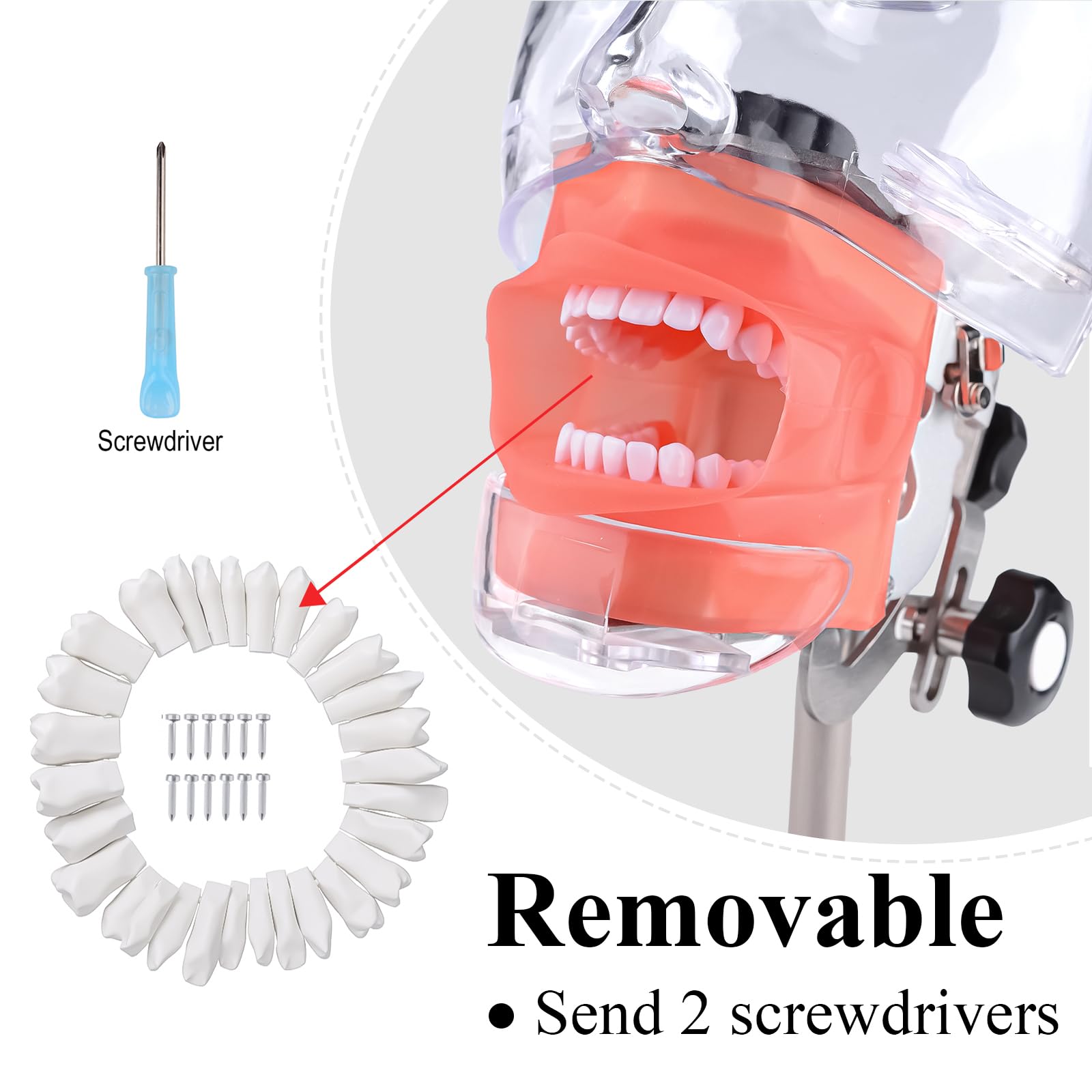 BONEW Oral Dental Simulator Manikin Phantomkopf Modell Zahnarzt pädagogisches Zahnlehrmodell mit 28 Zähnen Tischständer