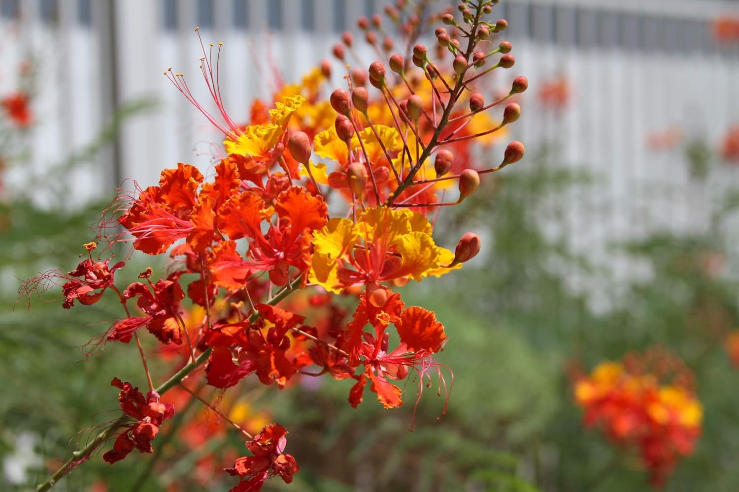 Planthub Peacock Flower Seed, Dwarf Poinciana Red, Caesalpinia