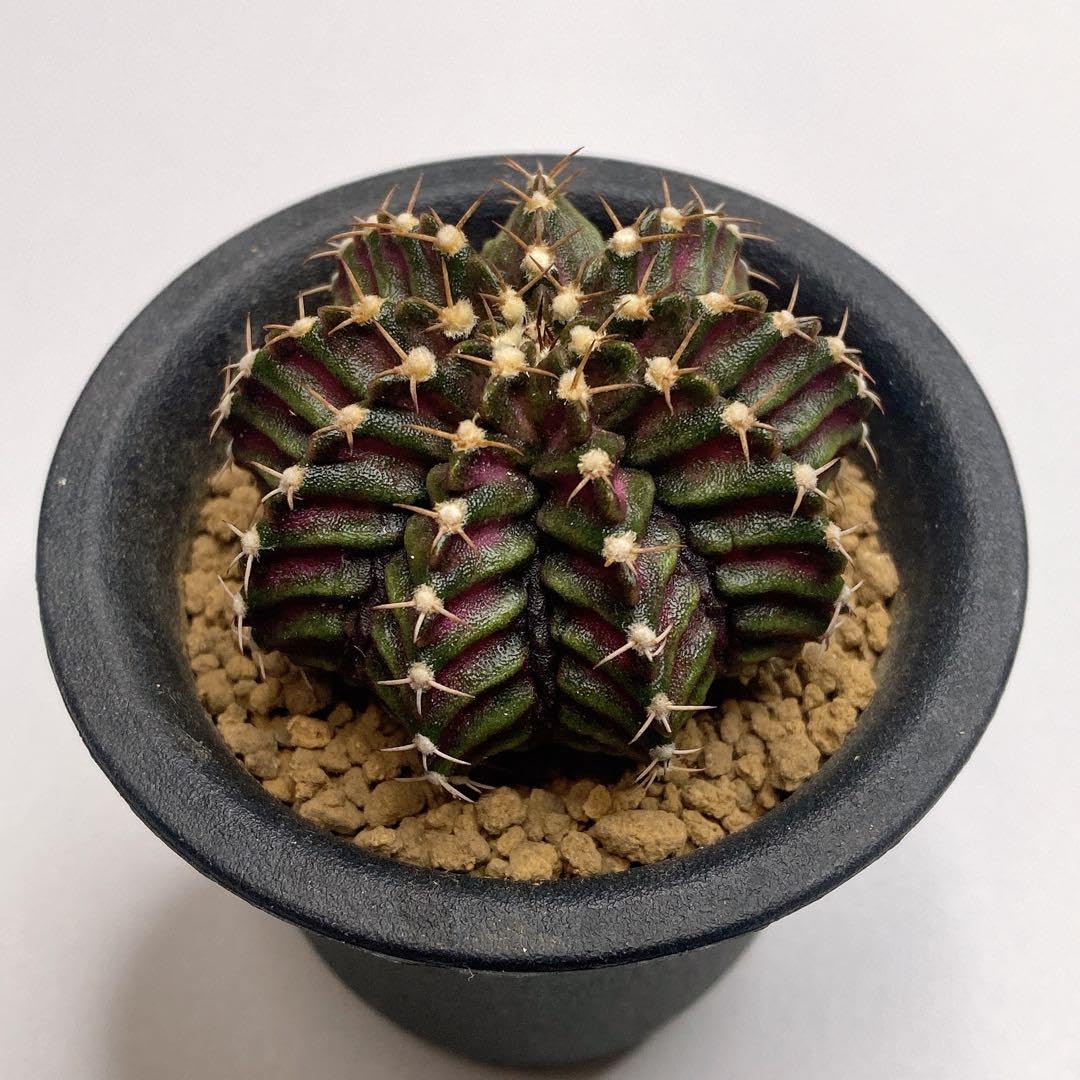 綴化子株付きT-REX❣️ サボテン 超レア ギムノカリキウム ピンク斑 実生