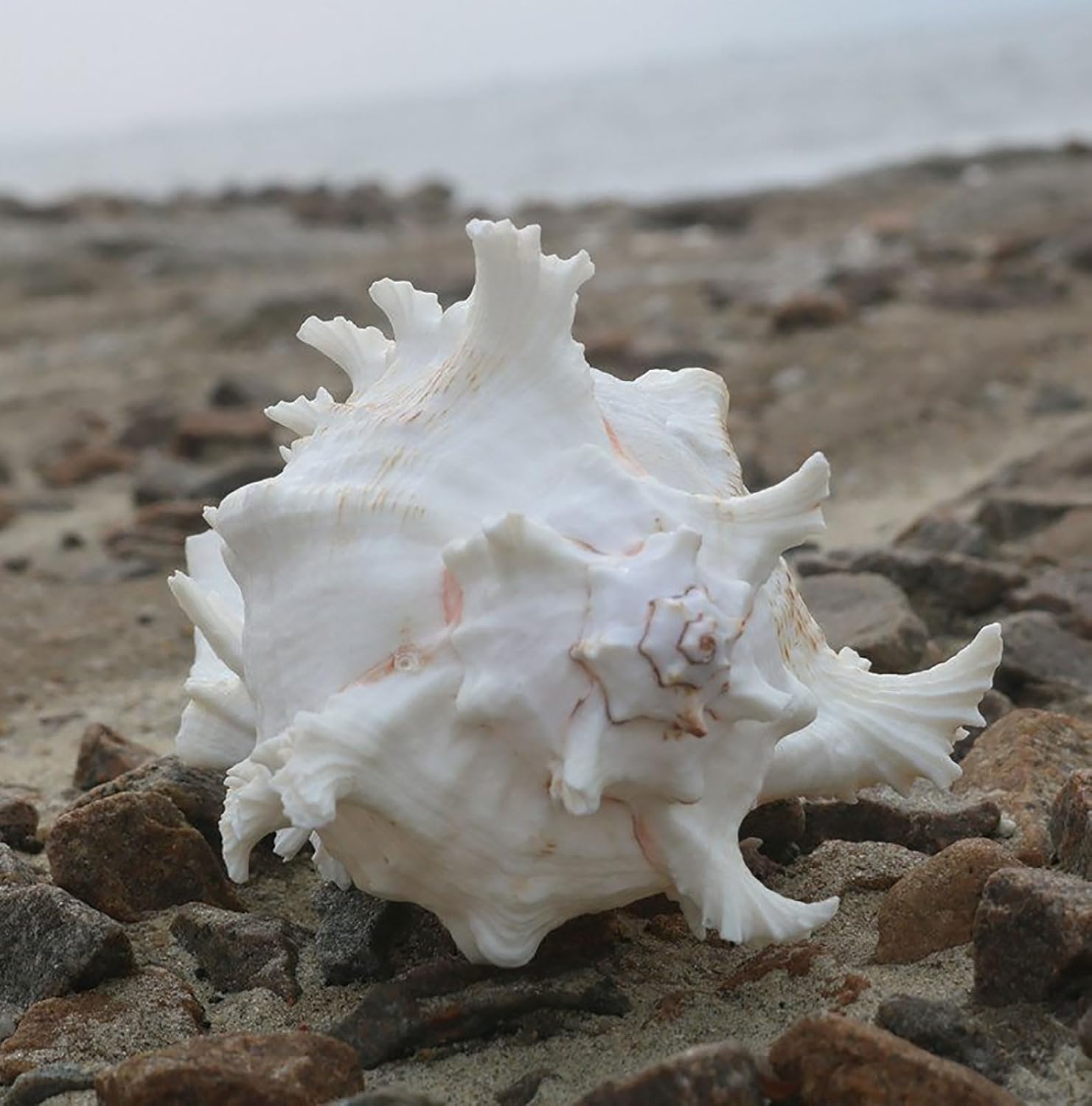 Decorative Seashells,Large Sea Shells for Decoration,Seashells Conch Shell Large Seashells Perfect for Fish Tank Wedding Decor Beach Theme Party, Home