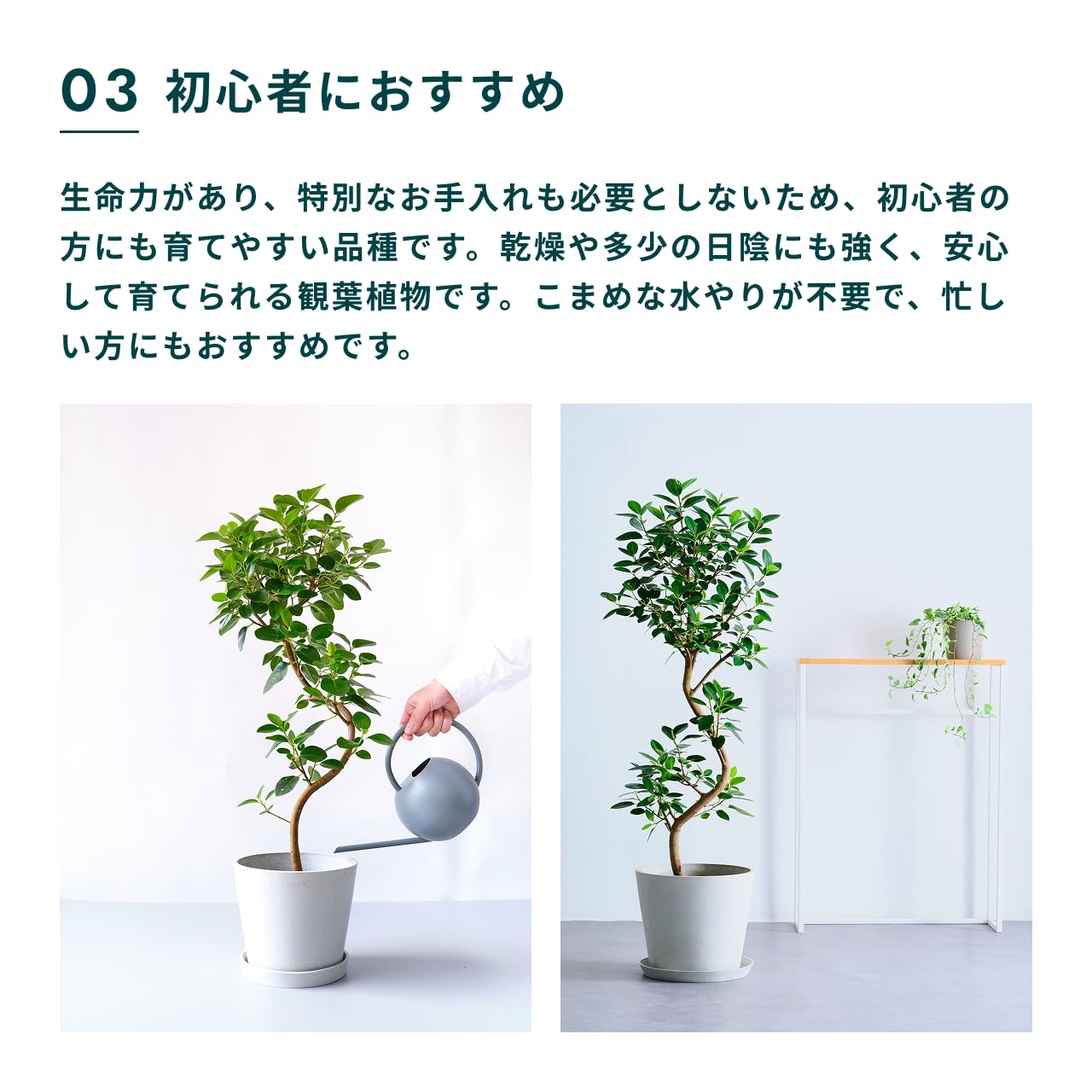 Amazon｜アンドプランツ フランスゴムの木 6号 直径18cm S Amsterdam
