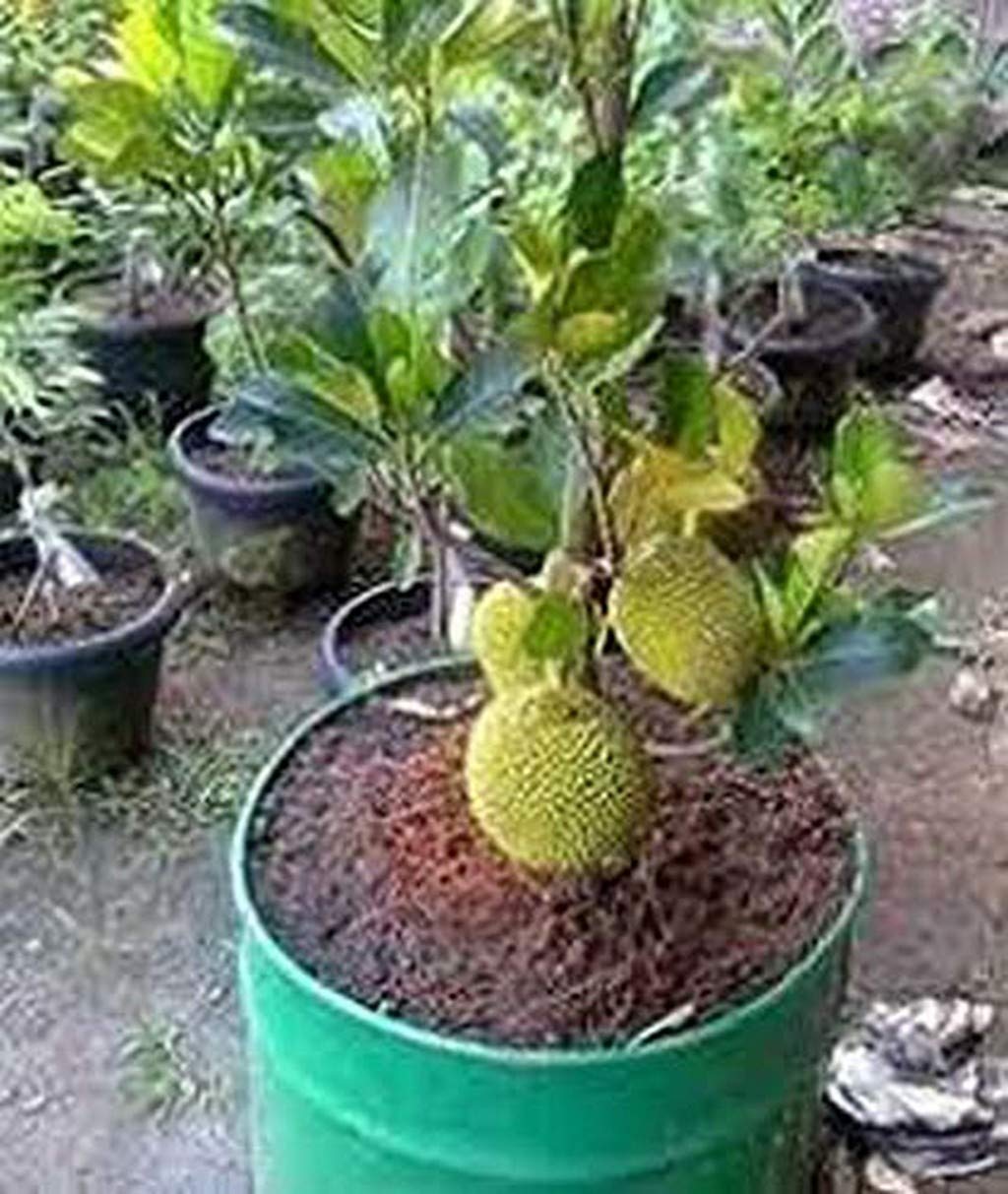See full amazon price history chart for Creative Farmer Tropical Rare Exotic Vietnam Mekong Delta Super Tasty Grafted Jackfruit (1 Year Fruiting) Fruit Plant - 1 Live Plant Creative Farmer Tropical Rare Exotic Vietnam Mekong Delta Super Tasty Grafted Jackfruit (1 Year Fruiting) Fruit Plant - 1 Live Plant (B08Q8KN8RL) Amazon Price History, Amazon Price Tracker