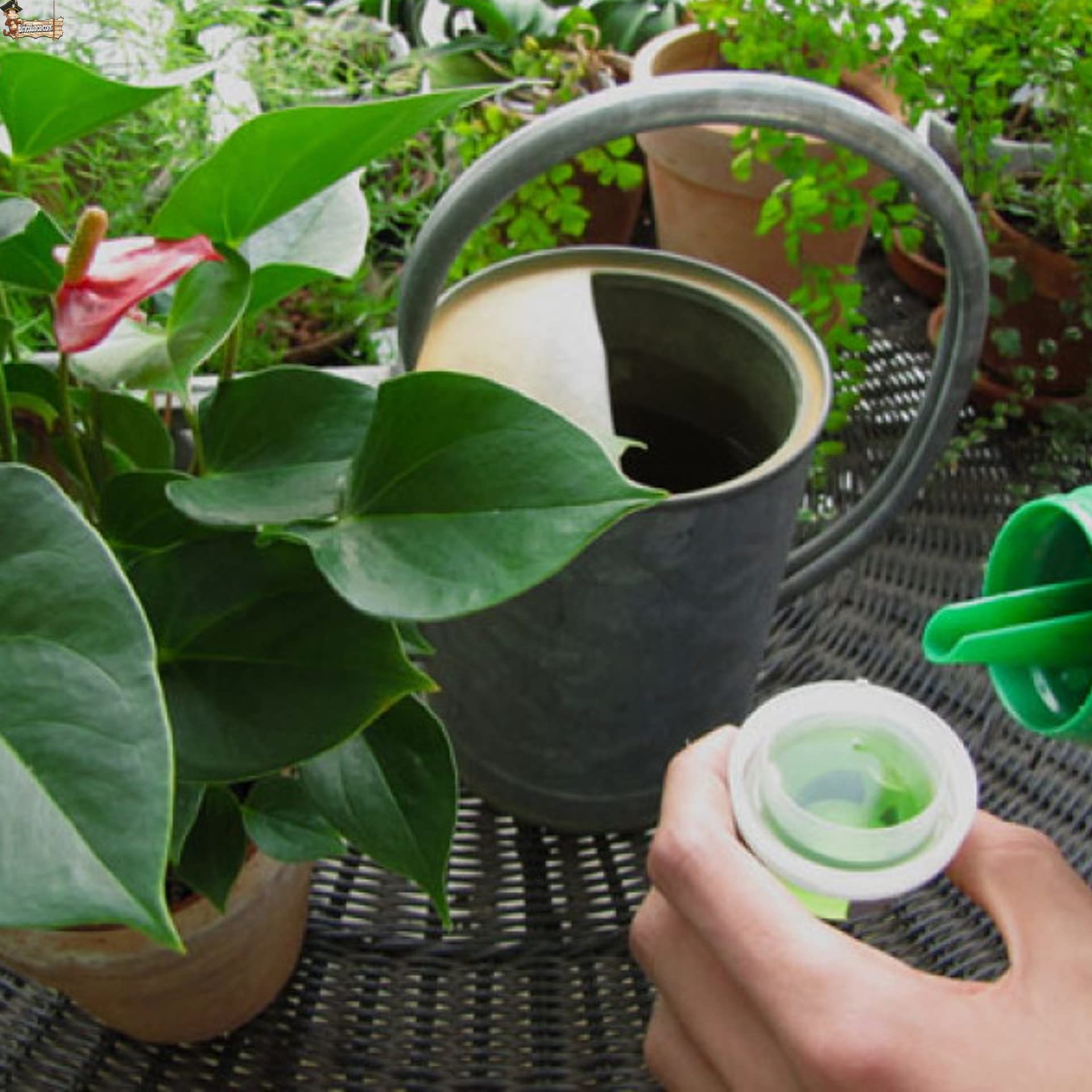 BricoLoco.com Fertilizante plantas orgánico 100% ecológico. Abono líquido. 7,5 LTS (6x1,25lts) Complejo nutritivo materia orgánica, aminoácidos y nutrientes. Interior, exterior, huerto o jardín. (6)