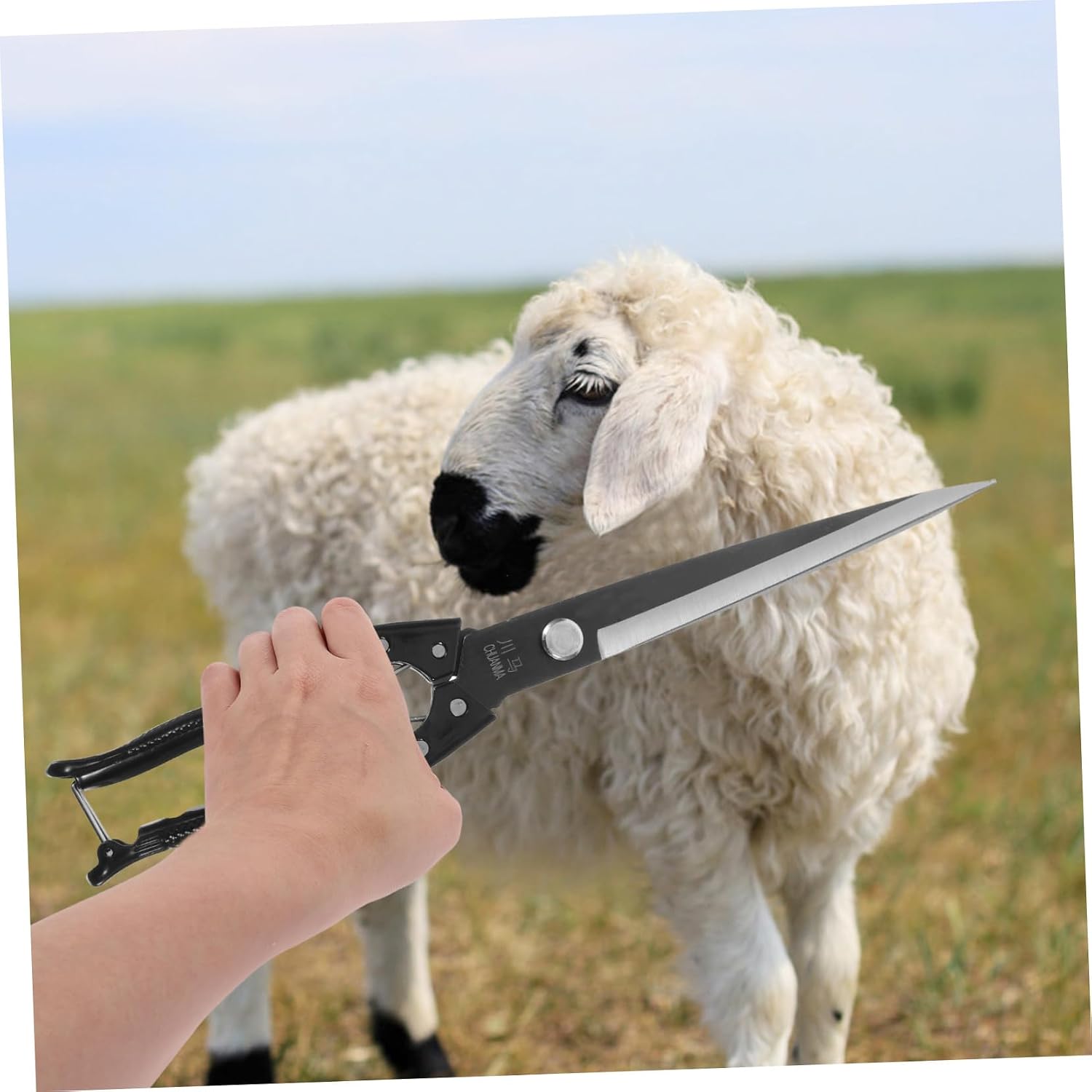 Toyvian 1set Sheep Shearing Scissors Manual Farm Animal Trimming Tool for Sheep Cows and Goats Ergonomic Grip for Comfortable Use Long