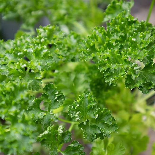 Amazon Co Jp ハーブ苗 パセリ 2個セット おうちで簡単 育てやすい10 5cmポットハーブ苗シリーズ Diy 工具 ガーデン