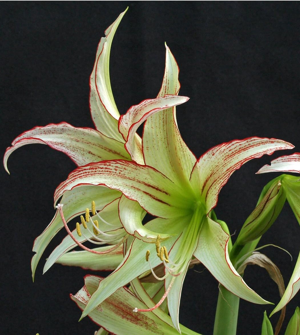 Exotic Cybister, Emerald Amaryllis, Blooming Sized Bulb, Great as a potted plant, or specimin garden plant