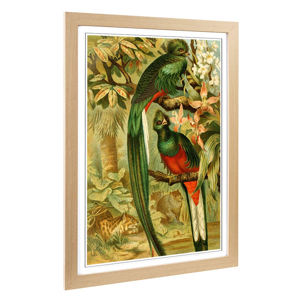 Big Box Art Framed Print of Vintage Brehms Tierlben Quesal Design | Wall Art Picture | Home Decor for Kitchen, Living, Dining Room, Bedroom, Hallway, Office, Oak, A2 / 24.5x18 Inch / 62x45cm