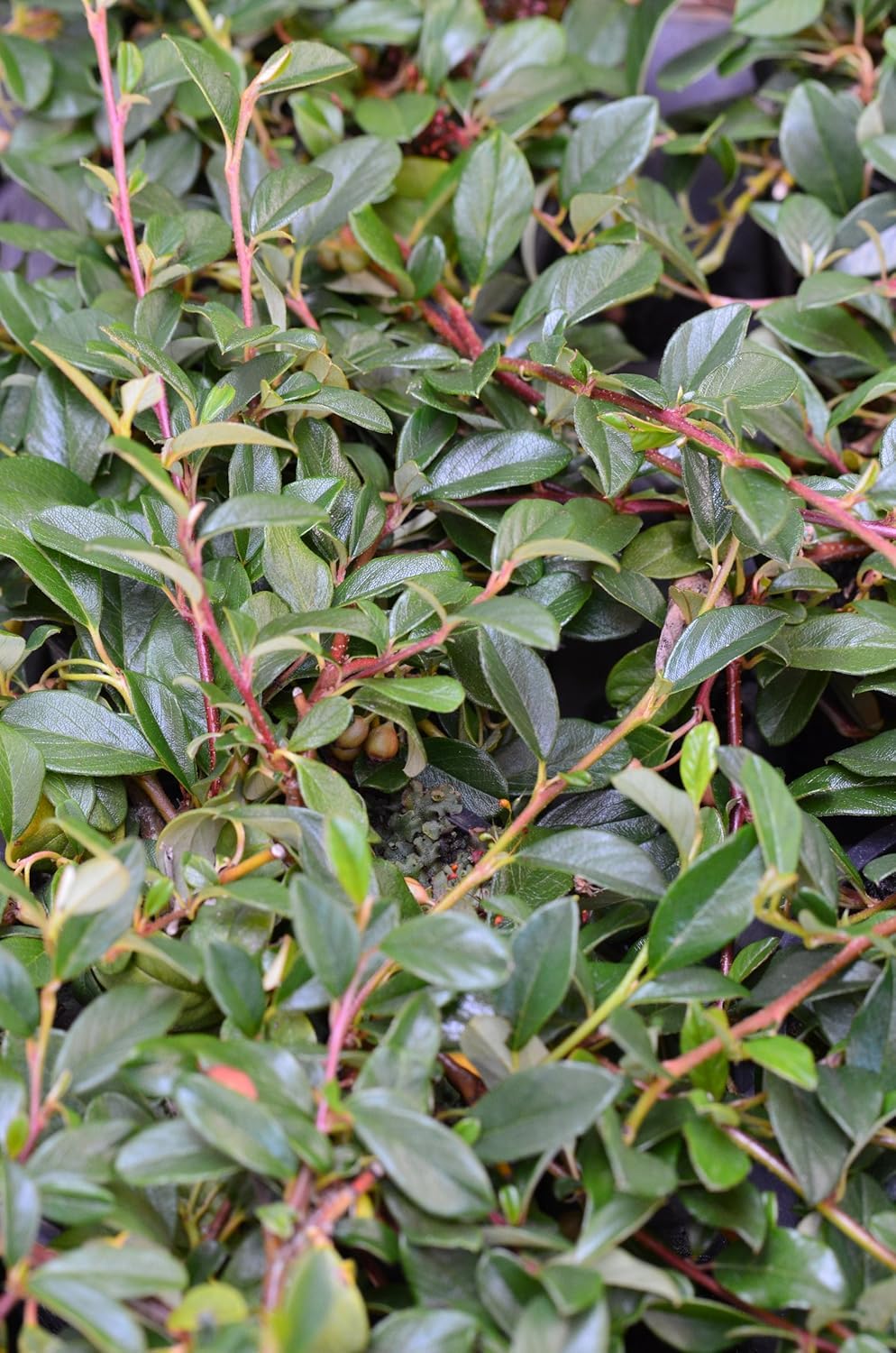 Teppichmispel Cotoneaster dammeri radicans 20-30 cm 1,2 L 1 VE = 30 Pfl.