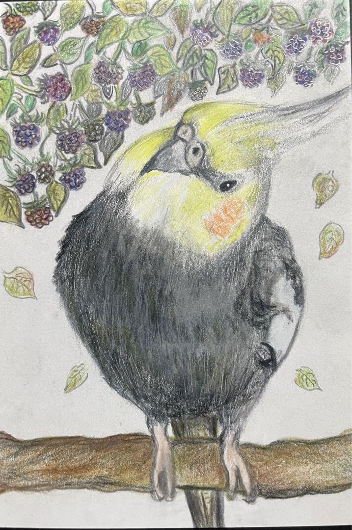 Amazon.co.jp: 色鉛筆画 リアル可愛いオカメインコ色鉛筆画 原画 鳥