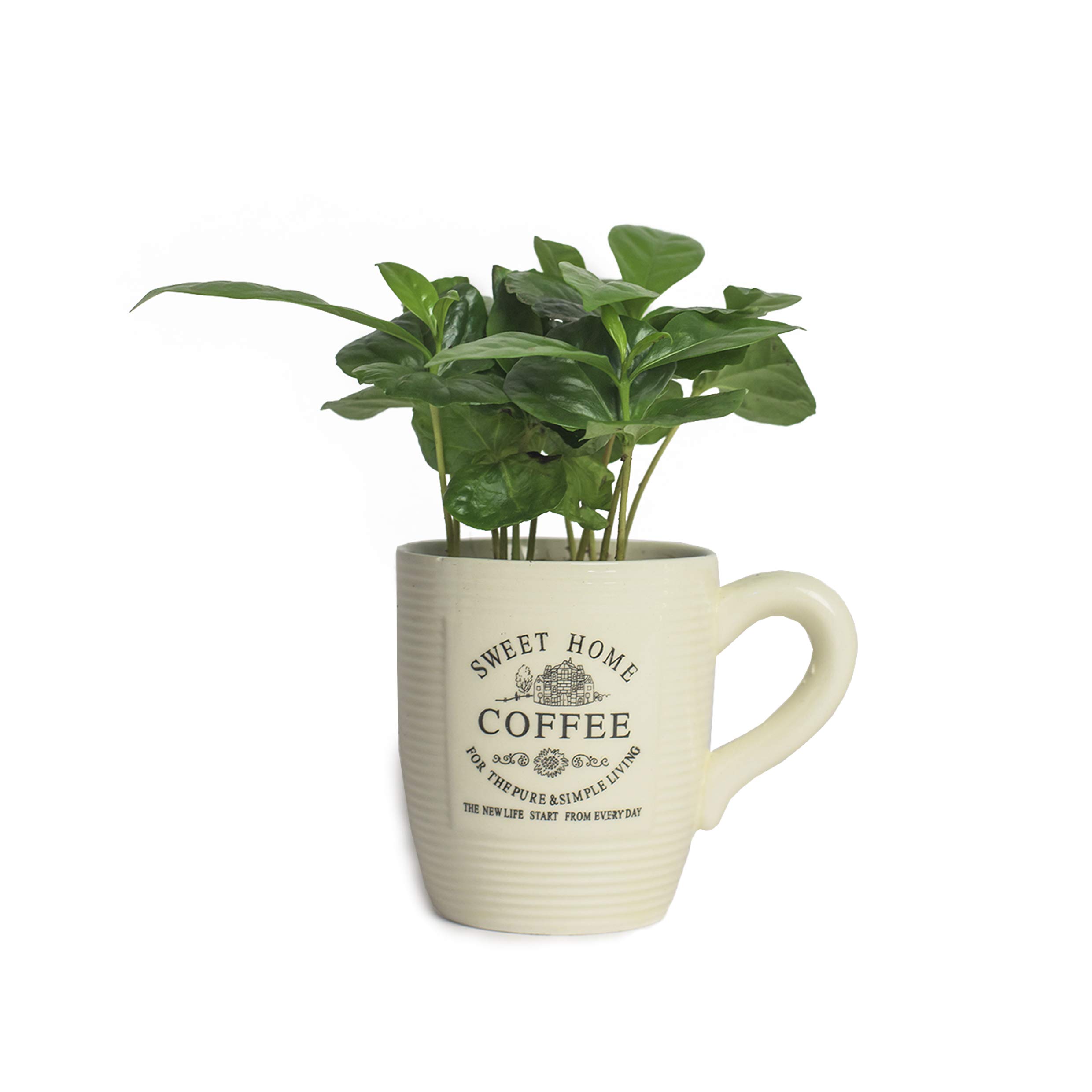 5 Echte Kaffeepflanze coffea arabica ca. 30cm mit bertopf- pflegeleichter  Kaffeestrauch zum selber wachsen lassen, immergrne Zimmerpflanze (5, ...