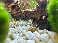 Review Image by Ashlyn Ashlyn