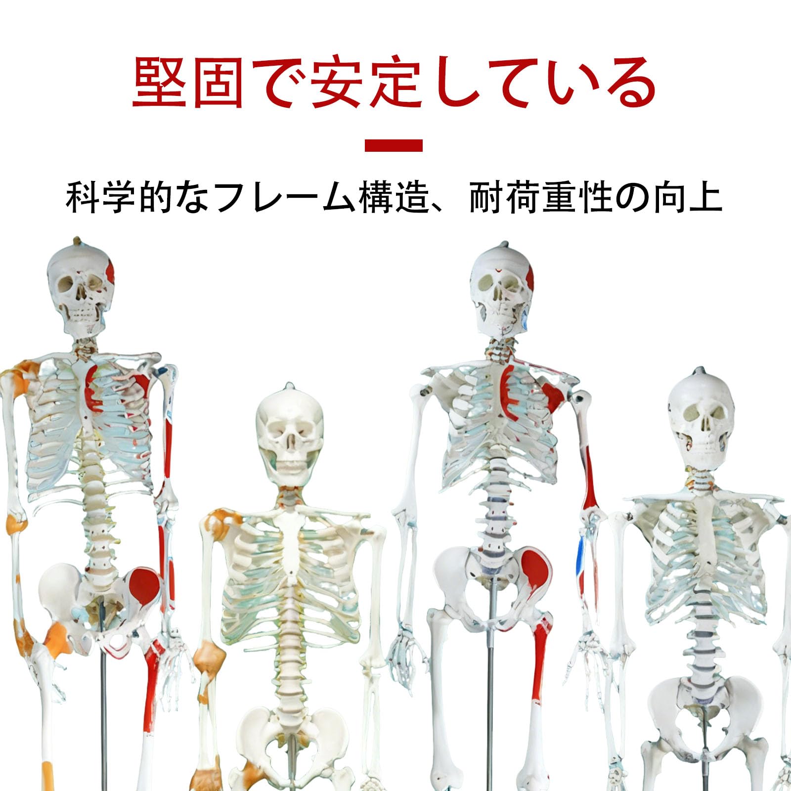 Amazon.co.jp: 等身大 人体模型 170cm 神経根有り 全身骨格模型 骨格