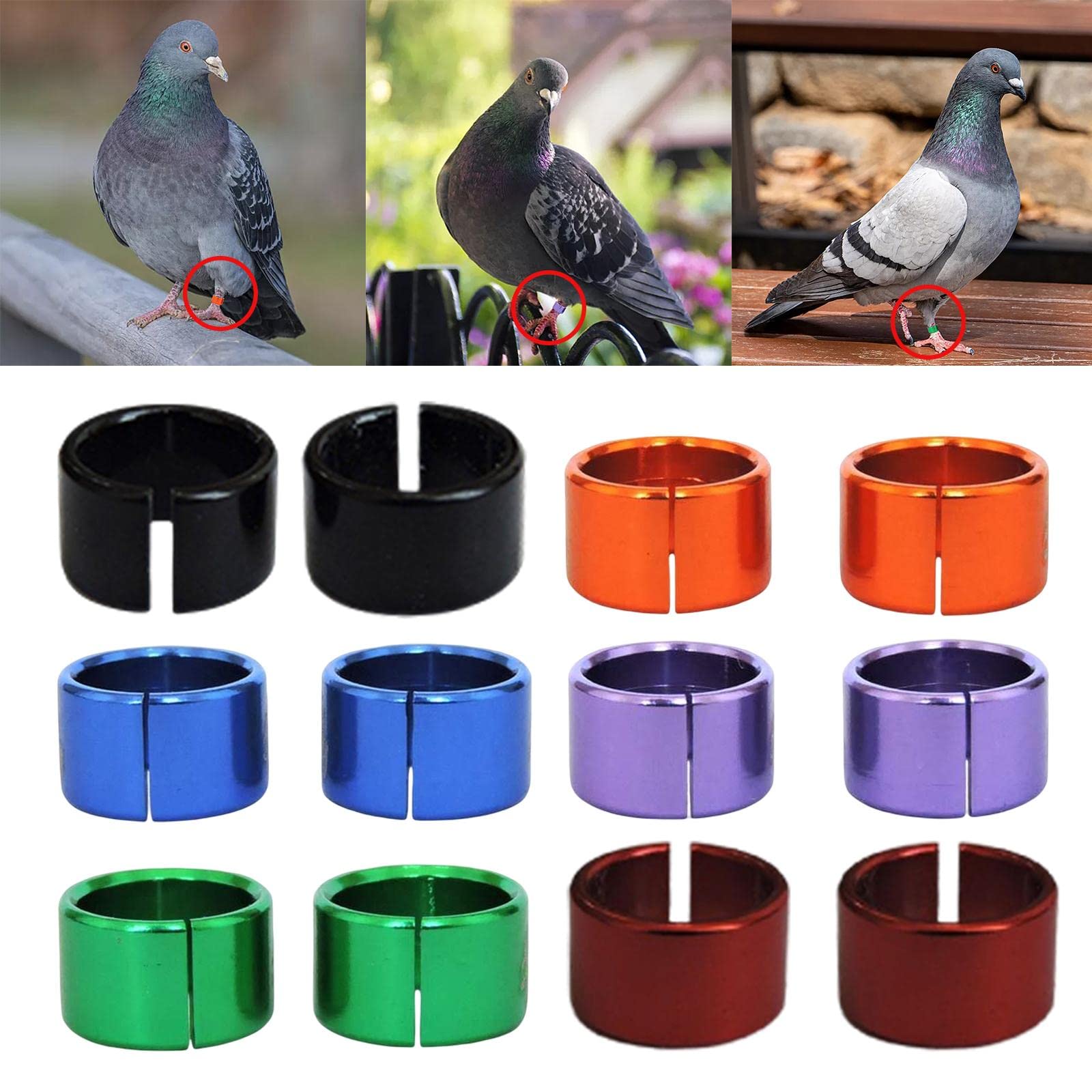 Identyfikacja za pomocą obrączek na nogi ptaków, Obręcze na nogi gołębi Wielokolorowe aluminium 12/24/60 szt. Dla ptaków Drób(5 set of12PCS Multicolor)