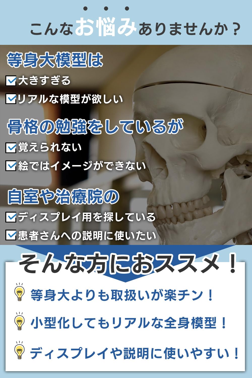 理学療法士×整体師W監修人体模型 1/2 全身骨格模型 骨模型約85cm骨格標本 Amazon.co.jp: 【理学療法士×整体師W監修】 人体模型 1/2 全身骨格模型