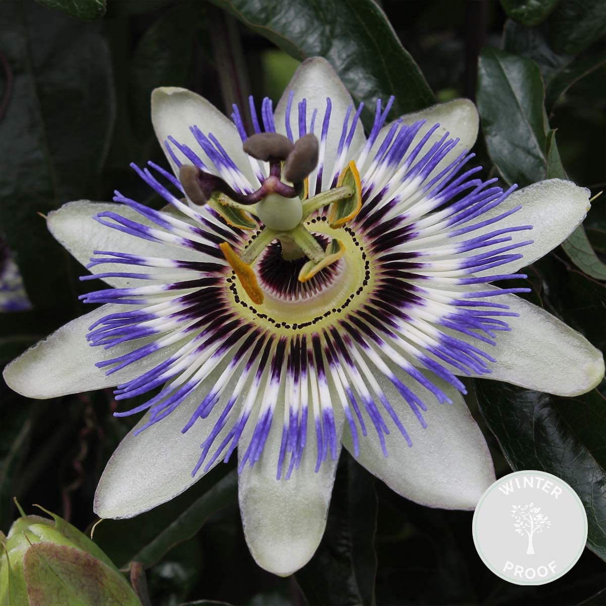 Bloomique - Passiflora caerulea - Fleur de la passion - Bleue & blanche - Grimpante - Plante de jardin - Rustique - Hauteur 50-70 cm - Pot 15 cm