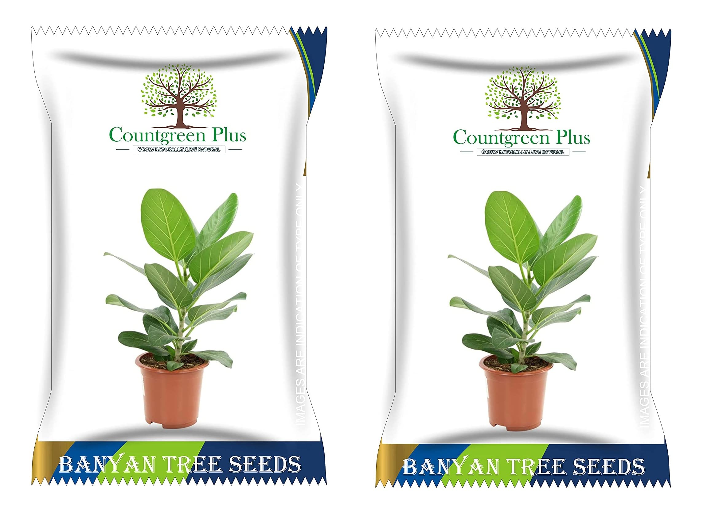 Countgreen Plus Banyan Seeds | Bargad | Vat Briksh | Ficus Benghalensis 100 Tree Seeds for Planting Seeds For Home, Garden and Yard (Pack of 2) (B0BTTS494Q) Amazon Price History, Amazon Price Tracker