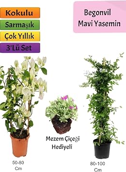 Gardenbox Mavi Yasemin, Beyaz Begonvil, Mezem  i e i Hediyeli,  ok Renkli, 3l  Set