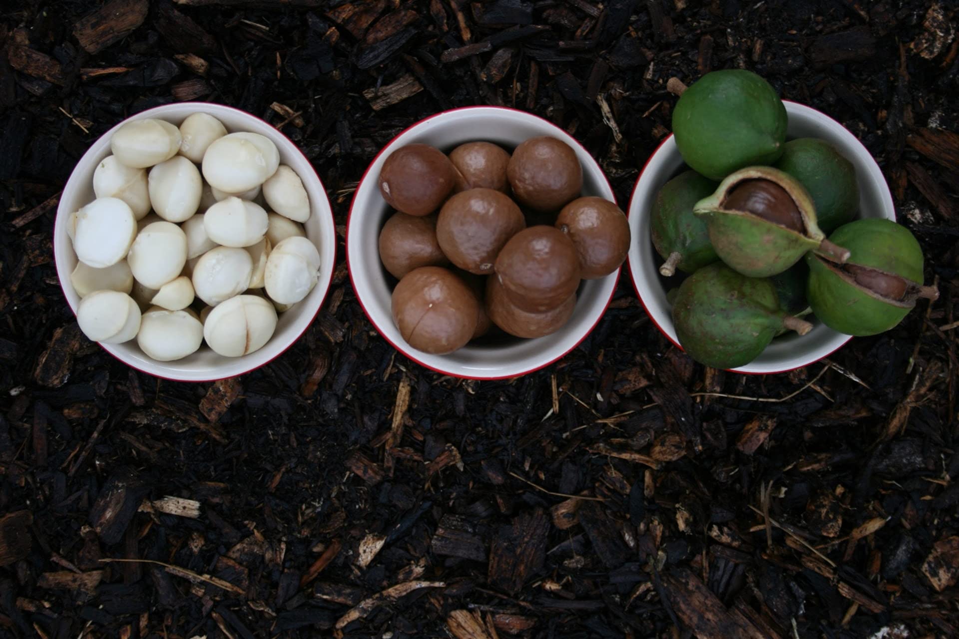 1kg di noci di macadamia BIO naturali - noci di macadamia intere senza buccia di classe 1l, non trattate