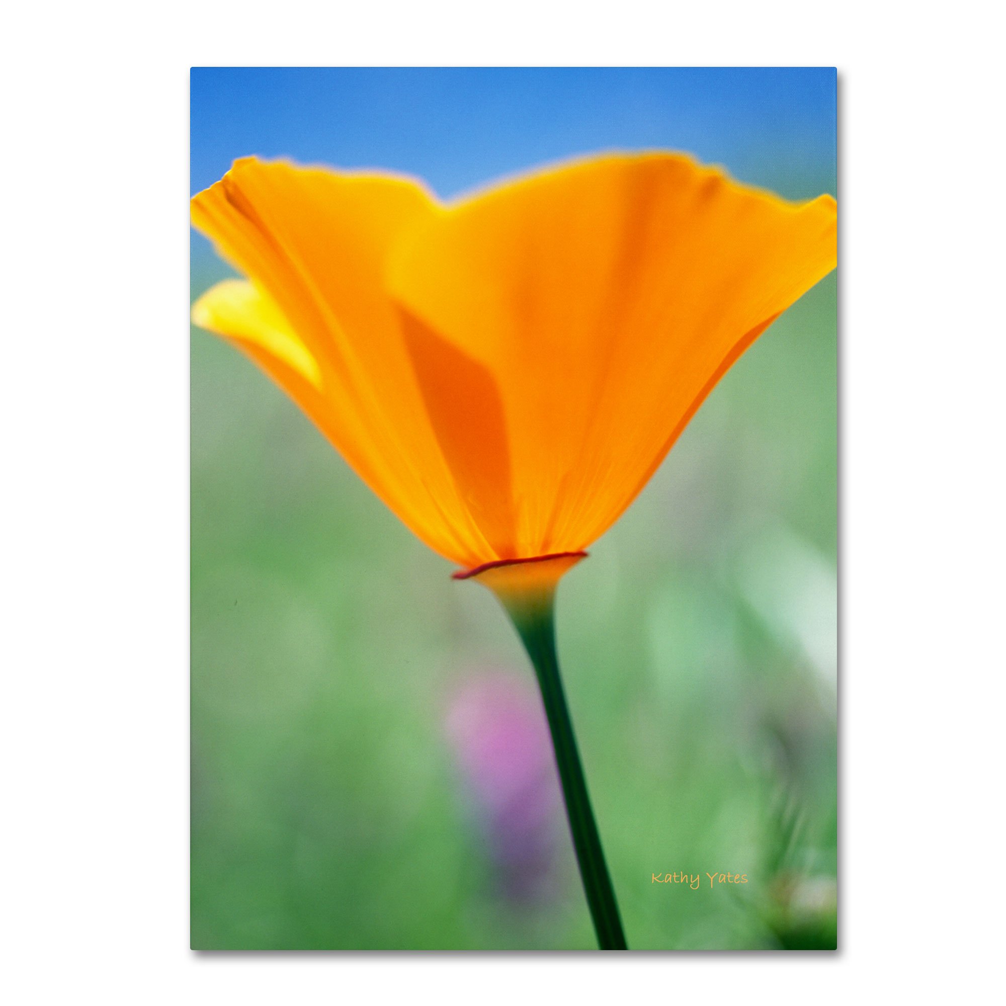 California Poppy Closeup by Kathy Yates work, 30 by 47-Inch Canvas Wall Art
