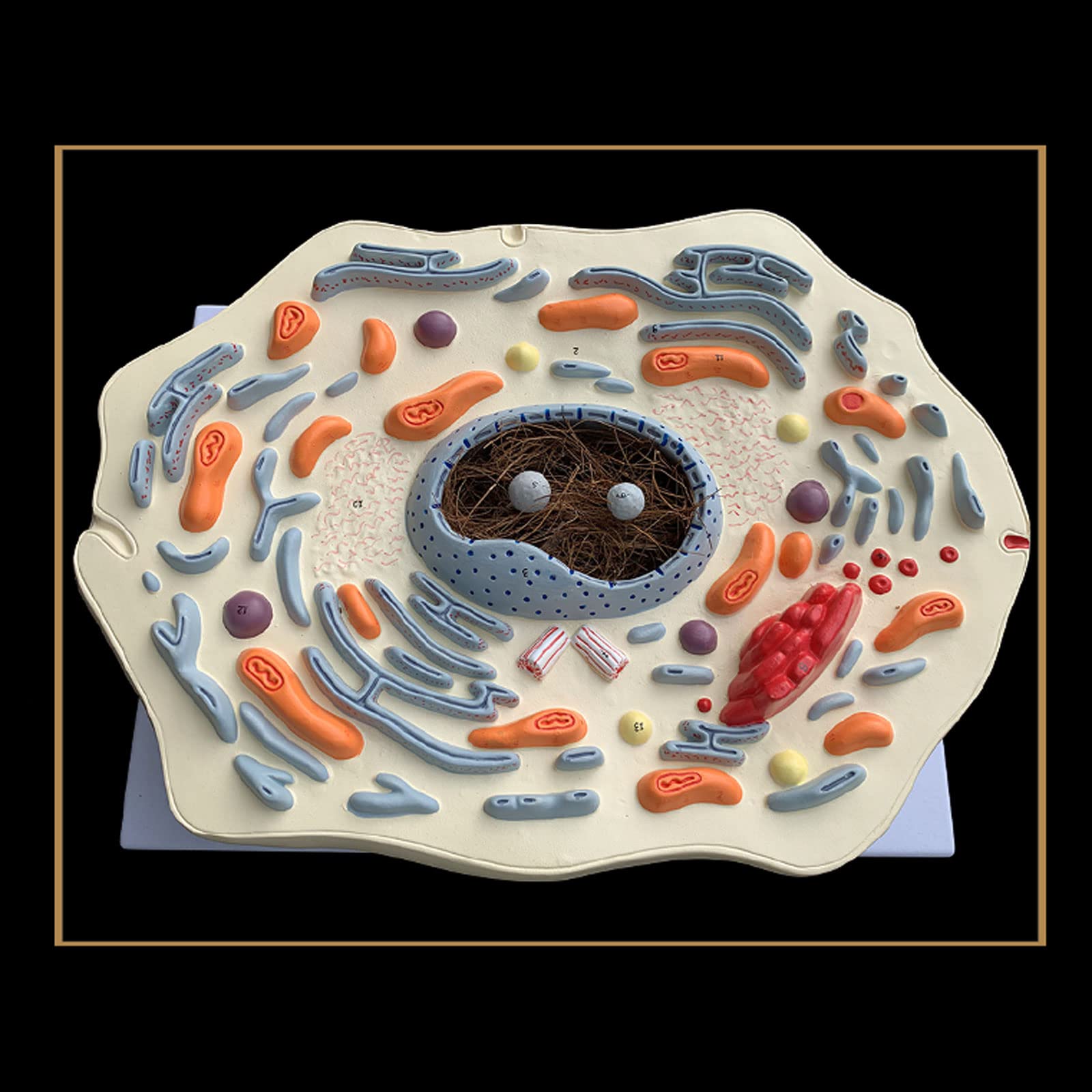 Anatomía Humana Científica - Modello di Cassaforte Sottile Animale Struttura delle Cellule Animali Microscopicamente Golgi Organismo Mitocondriale Kit di Scienza Forniture di Laboratorio