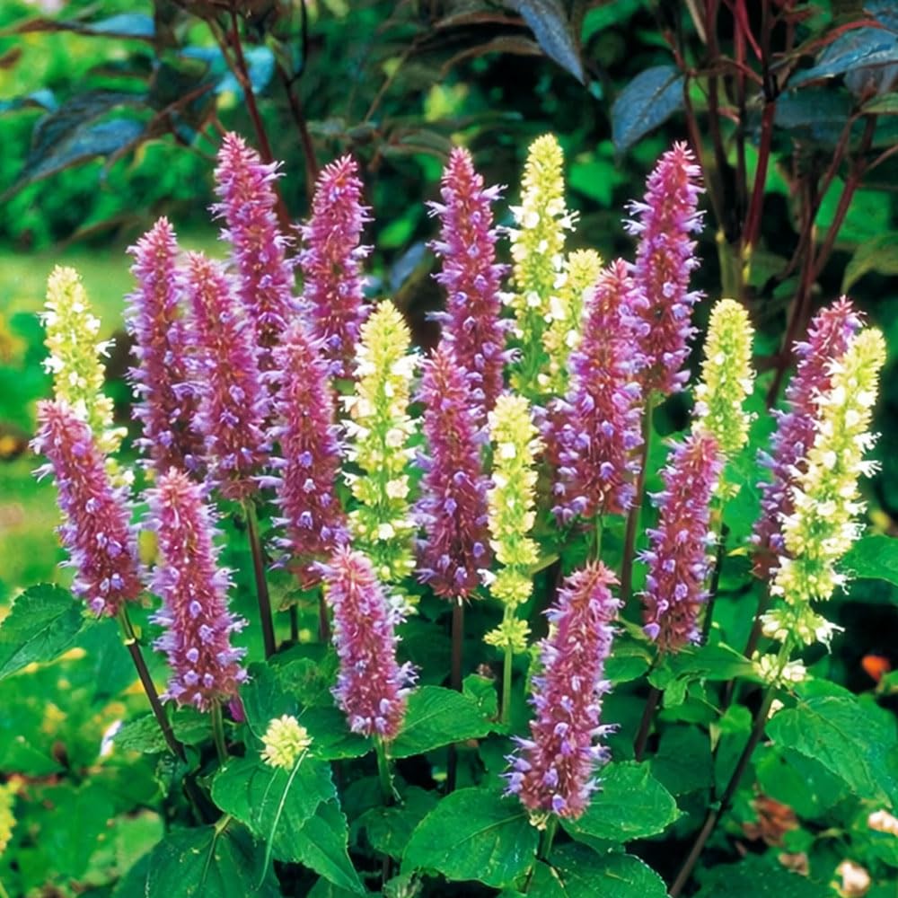 Agastache Blue & White Mix Seeds – Lovely Flower Spikes with Aromatic Foliage – Hardy Perennial – for Your Beautiful Garden