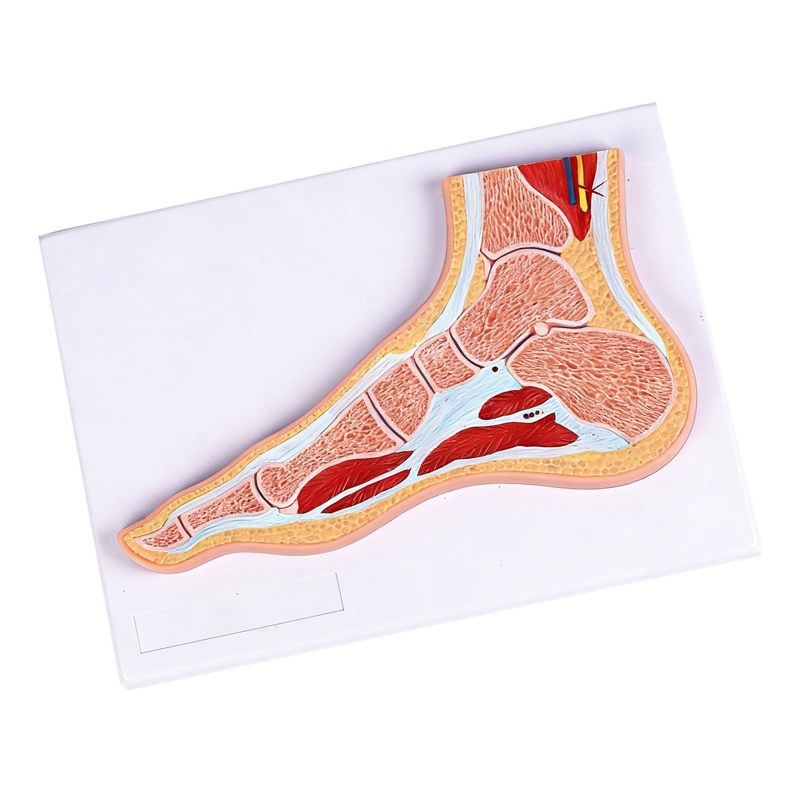 Anatomiczny model stawu skokowego ze strukturą mięśni i więzadeł oznaczonych kolorami do nauczania komunikacji z pacjentem przenośny